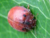 Subcoccinella vigintiquatuorpunctata, Vierundzwanzigpunkt-Marienkäfer