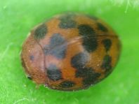 Subcoccinella vigintiquatuorpunctata, Vierundzwanzigpunkt-Marienkäfer