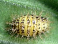 Subcoccinella vigintiquatuorpunctata, Vierundzwanzigpunkt-Marienkäfer