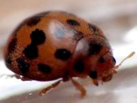 Subcoccinella vigintiquatuorpunctata, Vierundzwanzigpunkt-Marienkäfer