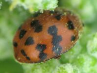 Subcoccinella vigintiquatuorpunctata, Vierundzwanzigpunkt-Marienkäfer