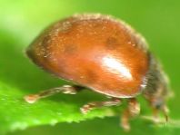 Subcoccinella vigintiquatuorpunctata, Vierundzwanzigpunkt-Marienkäfer