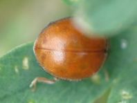 Subcoccinella vigintiquatuorpunctata, Vierundzwanzigpunkt-Marienkäfer