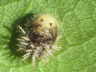 Subcoccinella vigintiquatuorpunctata, Vierundzwanzigpunkt-Marienkäfer