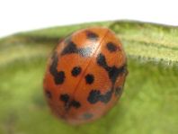 Subcoccinella vigintiquatuorpunctata, Vierundzwanzigpunkt-Marienkäfer