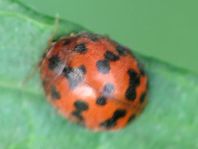 Subcoccinella vigintiquatuorpunctata, Vierundzwanzigpunkt-Marienkäfer