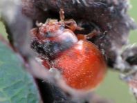 Subcoccinella vigintiquatuorpunctata, Vierundzwanzigpunkt-Marienkäfer