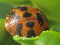 Subcoccinella vigintiquatuorpunctata, Vierundzwanzigpunkt-Marienkäfer