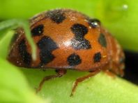 Subcoccinella vigintiquatuorpunctata, Vierundzwanzigpunkt-Marienkäfer