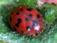 Subcoccinella vigintiquatuorpunctata, Vierundzwanzigpunkt-Marienkäfer