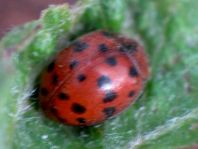 Subcoccinella vigintiquatuorpunctata, Vierundzwanzigpunkt-Marienkäfer