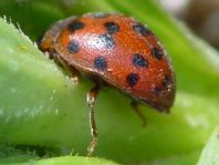 Subcoccinella vigintiquatuorpunctata, Vierundzwanzigpunkt-Marienkäfer