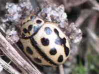 Sechzehnpunkt-Marienkäfer, Tytthaspis sedecimpunctata