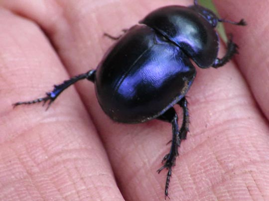 Trypocopris vernalis, Frühlingsmistkäfer