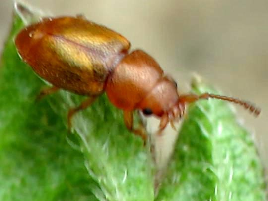 Kateretes pedicularius