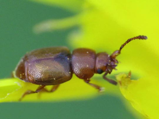 Kateretes pedicularius