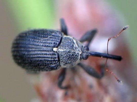 Anthonomus rubi, Erdbeerblütenstecher