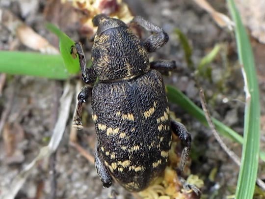 Hylobius abietis, Fichtenrüsselkäfer