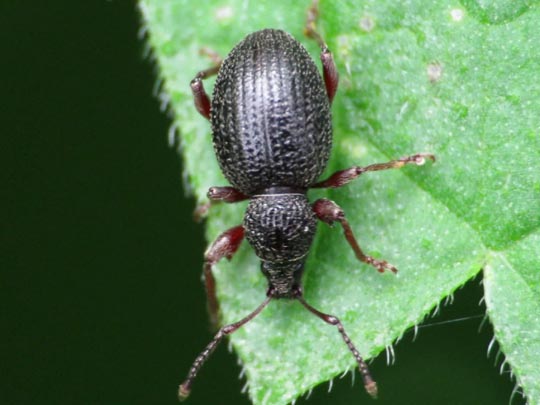 Otiorhynchus ovatus, Erdbeerwurzelrüsselkäfer