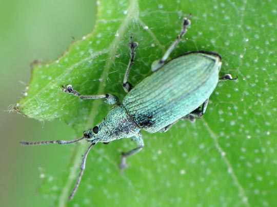 Phyllobius maculicornis