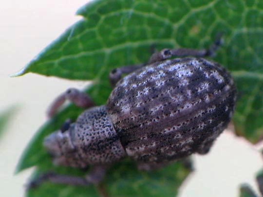 Strophosoma capitatum