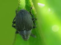 Rüsselkäfer, Curculionidae
