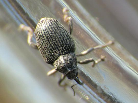 Rüsselkäfer, Curculionidae