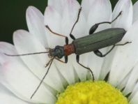 Oedemera croceicollis
