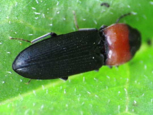 Cardiophorus ruficollis