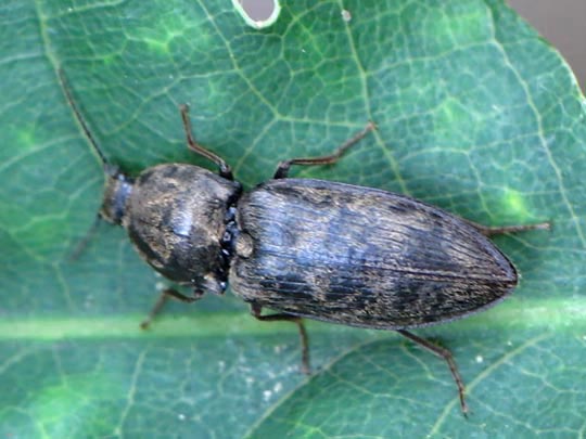 Seidenhaariger Schnellkäfer, Prosternon tessellatum