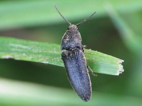 Elateridae, Schnellkäfer