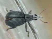 Oxystoma craccae
