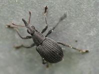 Oxystoma craccae