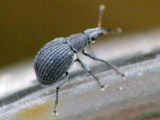 Oxystoma sp.