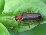 Cantharis thoracica