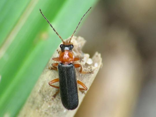 Cantharis thoracica