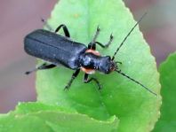 Cantharis