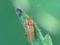 Cantharis cryptica