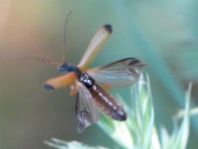 Rhagonycha lignosa, Bleicher Fliegenkäfer