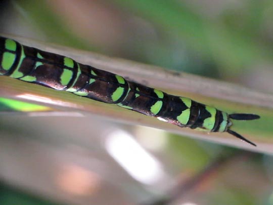 Blaugrüne Mosaikjungfer, Aeshna cyanea