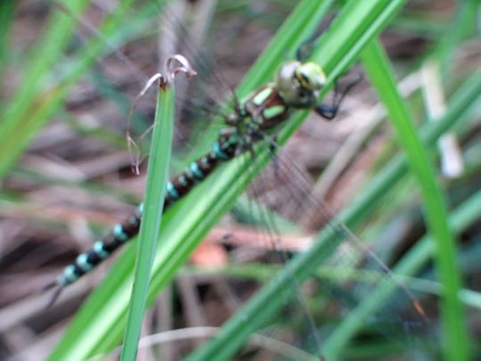 Blaugrüne Mosaikjungfer, Aeshna cyanea