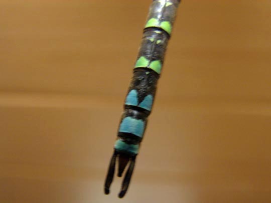 Blaugrüne Mosaikjungfer, Aeshna cyanea