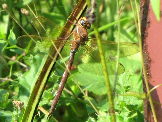 Aeshna grandis, Braune Mosaikjungfer