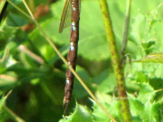 Aeshna grandis, Braune Mosaikjungfer