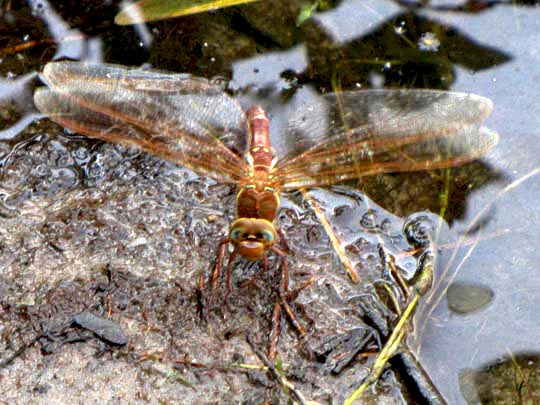 Aeshna grandis, Braune Mosaikjungfer