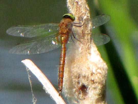 Aeshna isoceles, Keilfleck Mosaikjungfer