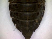 Exuvie von Onychogomphus forcipatus, Kleine Zangenlibelle
