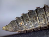 Exuvie von Onychogomphus forcipatus, Kleine Zangenlibelle