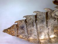 Exuvie von Libellula fulva, Spitzenfleck