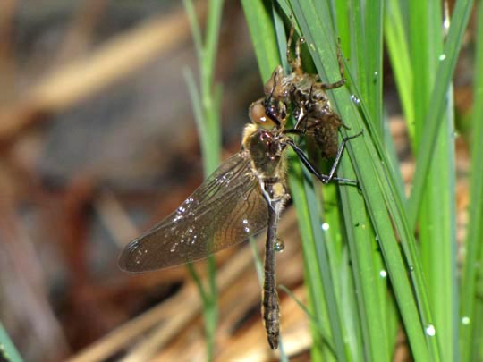 Cordulia aenea, Falkenlibelle